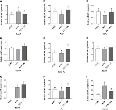 Quercetagetin alleviates zearalenone-induced liver injury in rabbits through Keap1/Nrf2/ARE signaling pathway